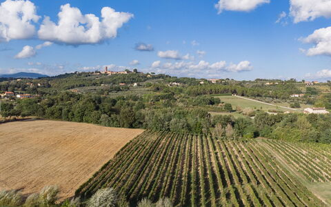 Villa Gabri 8: Rural Area, Landscape, Field, Agriculture, Land Lot, Plain, Plantation, Hill Station, Meadow, Farm