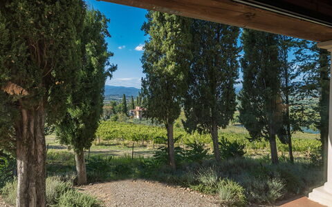 Villalta 18+2: Leaf, Vegetation, Shrub, Garden, Landscaping, Evergreen, Plantation, Pine Family