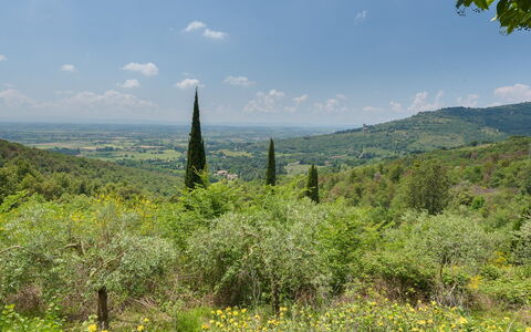 Le Volpaie 6+1: Natural Environment, Leaf, Vegetation, Natural Landscape, Hill, Ecoregion, Shrub, Plant Community, Highland, Landscape