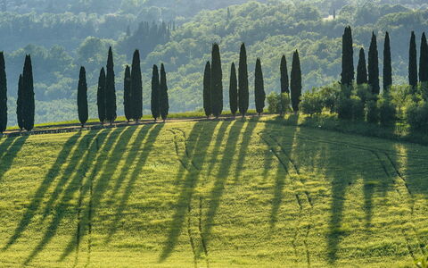 Podere Gragnano 12: Green, Landscape, Plantation, Field, Meadow, Landscaping, Evergreen, Pine Family