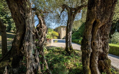 Tenuta Sagherina 8