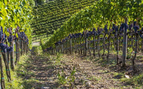 La Maccinaia 14: Vineyard, Plant, Tree, Agriculture, Vitis, Leaf, Spring, Field