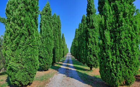 Casale Giulio: Tree, Thuya, Plant, Woody Plant, River Juniper, Red Juniper, Biome, Shrub, Evergreen