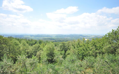 Podere Orietta: Vegetation, Shrubland, Natural Environment, Nature Reserve, Plant Community, Wilderness, Tree, Biome, Sky, Tropical And Subtropical Coniferous Forests