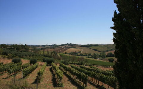Fattoria le Chianacce: Vineyard, Agriculture, Field, Land Lot, Tree, Rural Area, Hill, Sky, Chaparral, Landscape