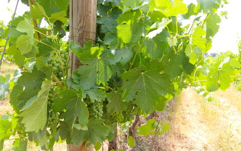 Santa Vittoria: Flower, Food, Plant, Fruit, Woody Plant, Agriculture