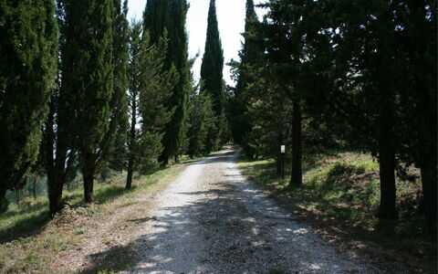 Podere della Crocchia: Plant, Road Surface, Natural Landscape, Tree, Wood, Trunk, Shade, Asphalt, Evergreen, Thoroughfare