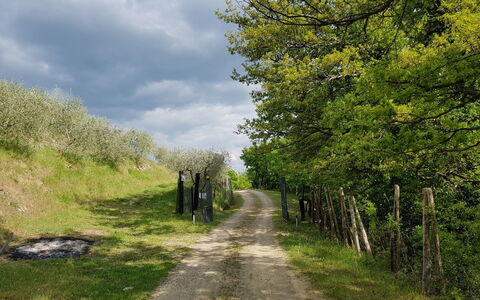Agriturismo Ca di Vestro: Plant, Sky, Cloud, Natural Landscape, Vegetation, Grass, Road Surface, Tree, Thoroughfare, Grassland