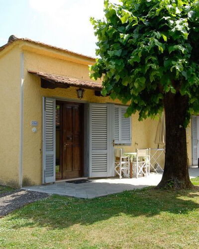 Olivo 5