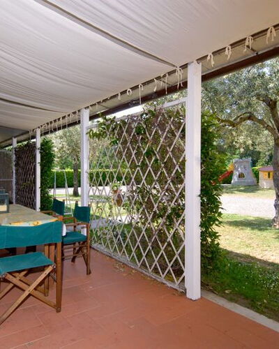 Olivo 1