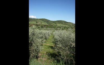 Le Pianacce