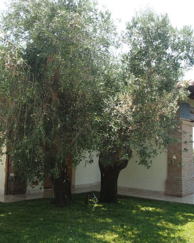 Villa Dei Cipressi: Property, Tree, House, Home, Real Estate, Building, Grass, Yard, Woody Plant, Plant