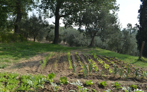 Casale Biancospino: Tree, Field, Vegetation, Natural Environment, Natural Landscape, Nature Reserve, Woodland, Soil, Grass, Plant