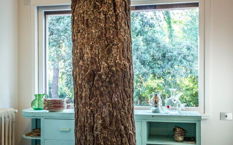 Marina Dei Ronchi Prestige: Curtain, Window Treatment, Tree, Green, Interior Design, Window, Room, Turquoise, Brown, Textile